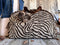 Born Free Chocolate Overnighter Born Free Chocolate