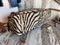 Born Free Chocolate Overnighter Born Free Chocolate